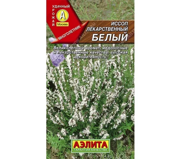 Иссоп Белый Аэлита Иссоп Белый Аэлита