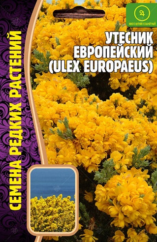 Утёсник Европейский (семена редких растений) 30 шт Утёсник Европейский (семена редких растений) 30 шт