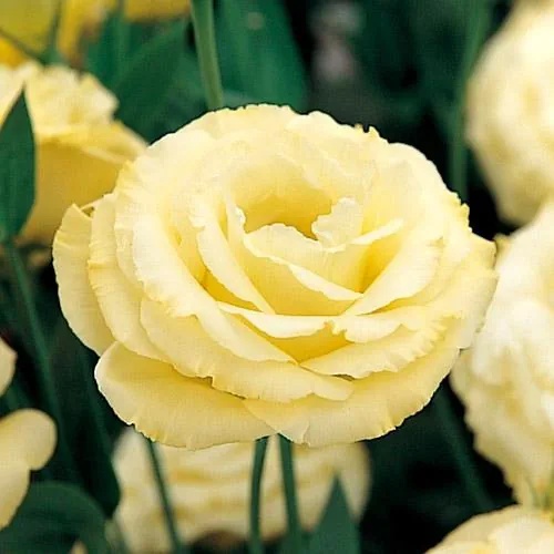 Эустома Арена Голд 5 драже Takii Эустома Арена Голд 5 драже Takii