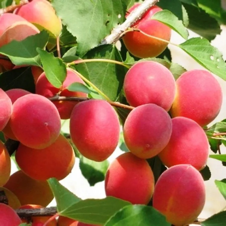 Абрикос Саратовский рубин Абрикос Саратовский рубин