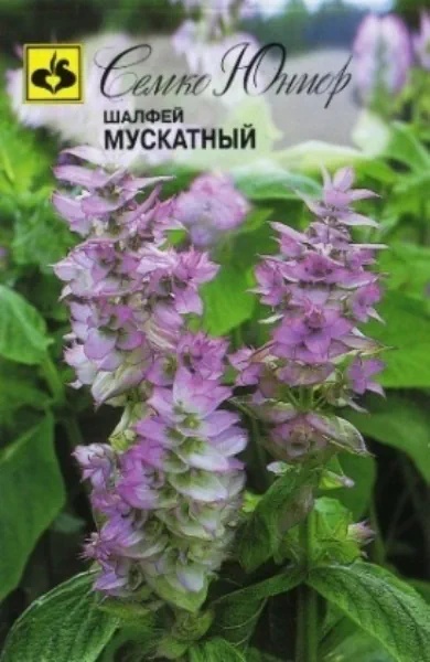 Шалфей Мускатный Семко Шалфей Мускатный Семко
