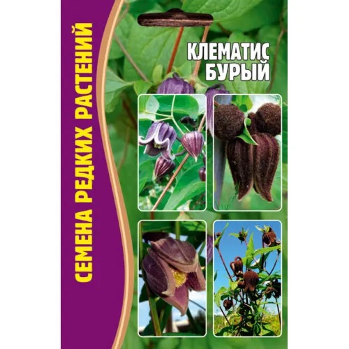Клематис Бурый (семена редких растений) 4 шт Клематис Бурый (семена редких растений) 4 шт