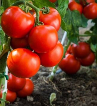 Томат Метрополь F1 (Greenomica) фасовка 5 шт